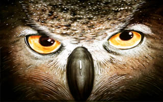 《动物世界》沙画视频